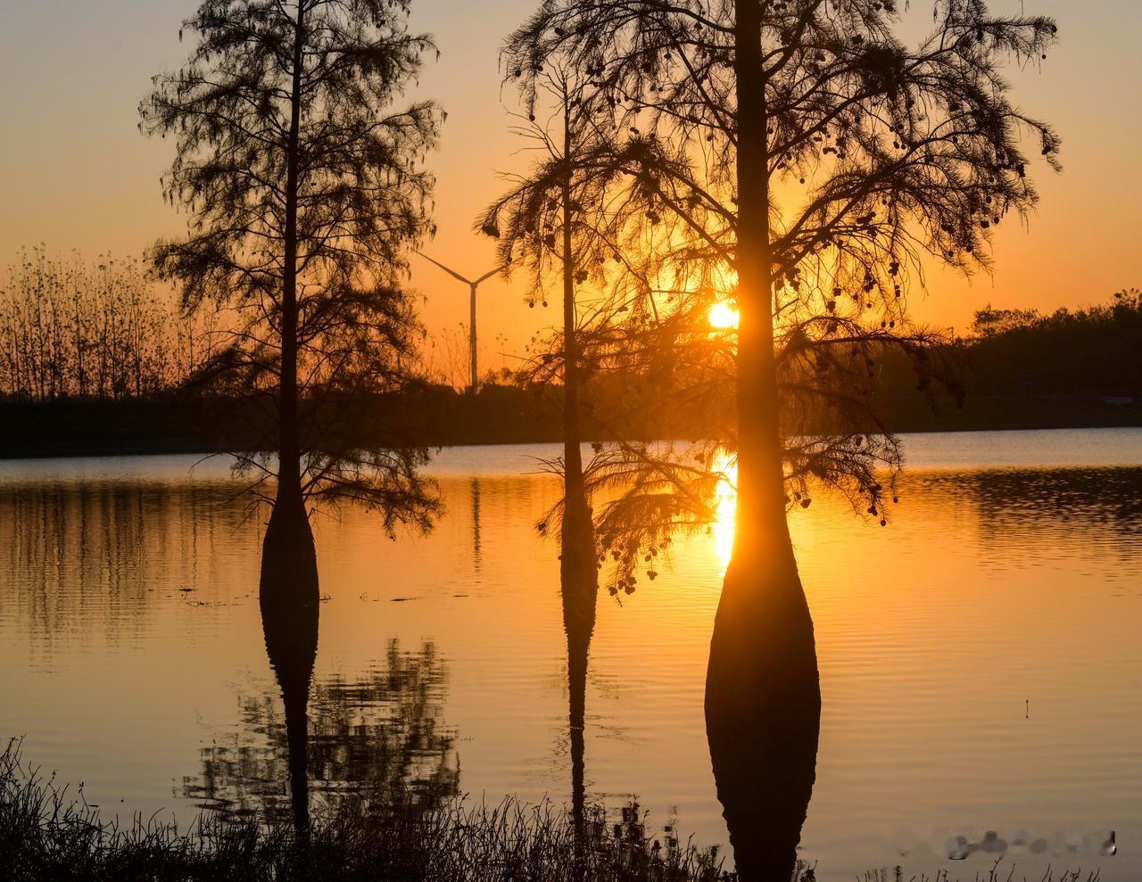 秋日落羽杉打卡南京秋日，落羽杉林披金甲，林间光影斑驳，漫步其间，如入画境，秋色醉