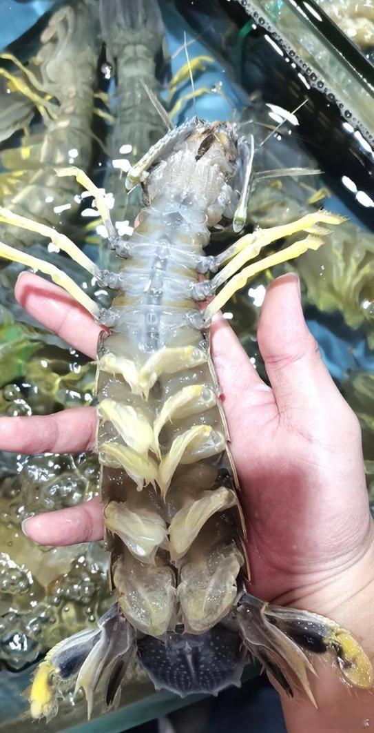 市监局称4只皮皮虾1035元价格合规 三亚天价皮皮虾这事，何止是海鲜宰客那么简单