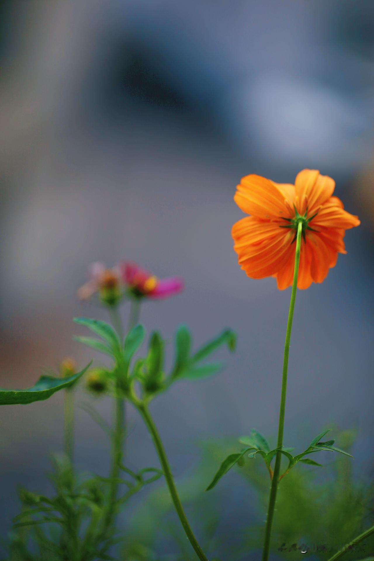 今日小满。小满未满，万物渐盛。
我家这些在阳台上生长的花花菜菜们，正全力显示出生