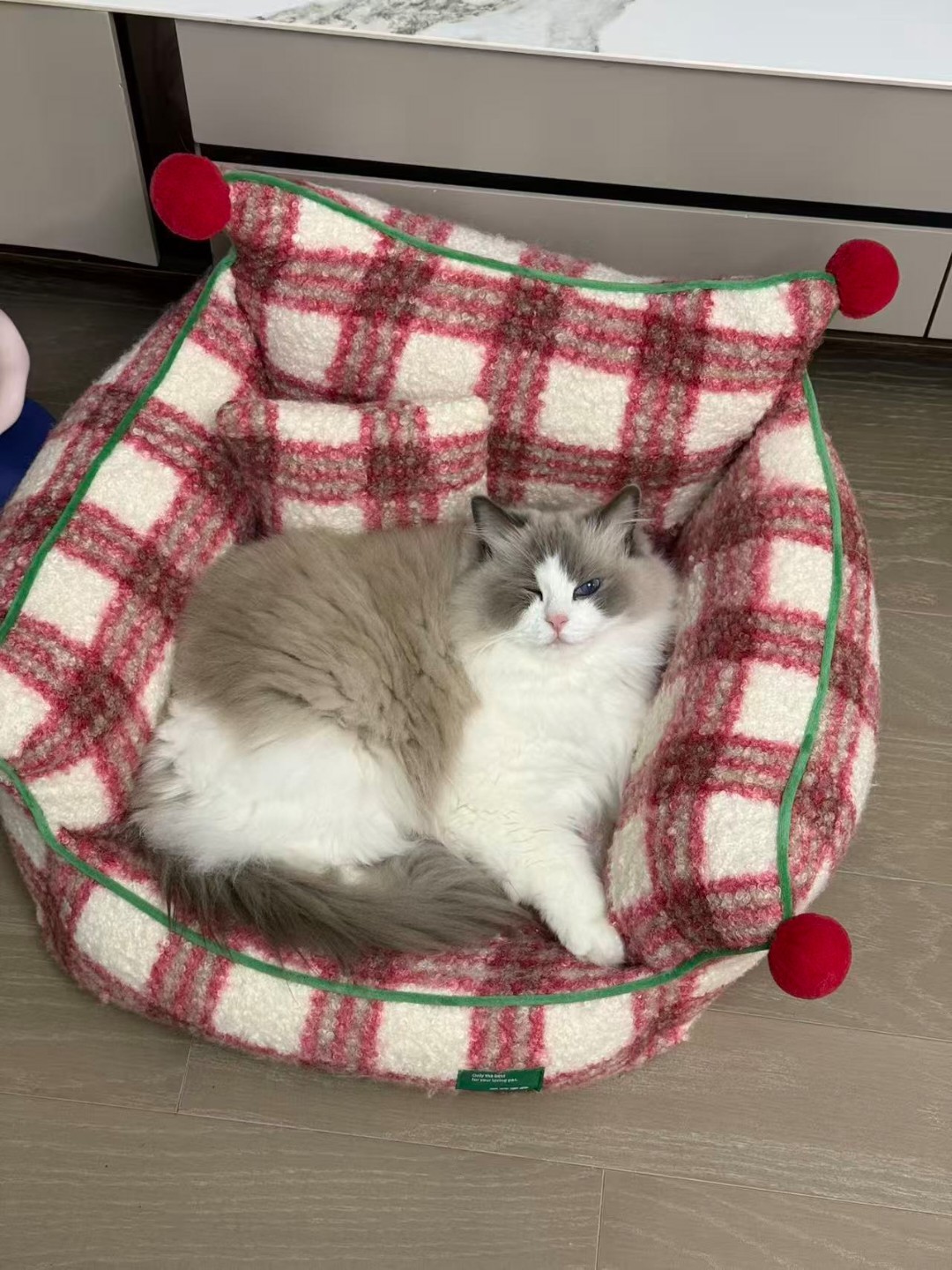 前面弹幕在聊下辈子当什么：当家猫吗，感觉家猫很无聊：感觉家猫没脑子啊，想当有脑子