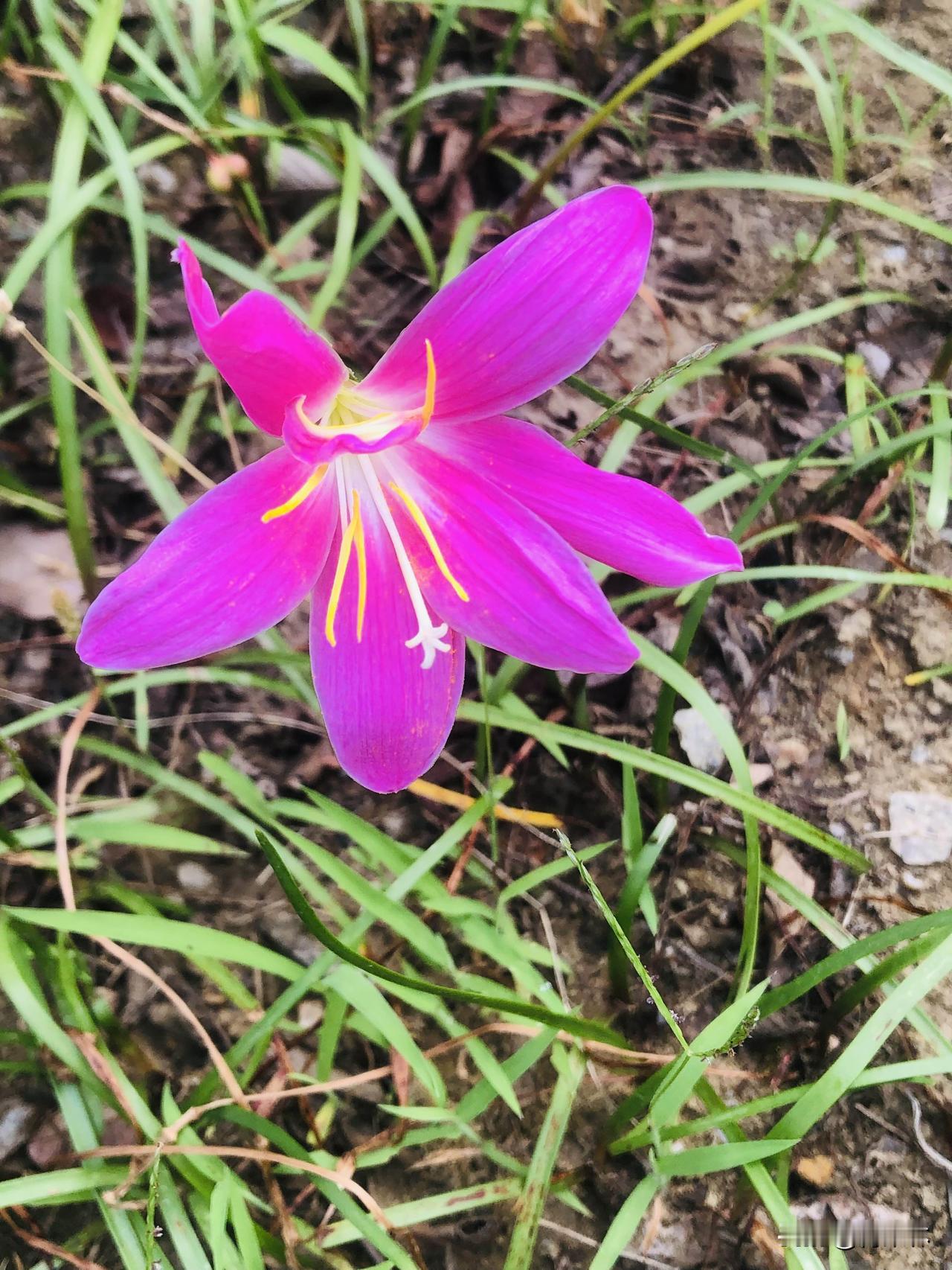 闲暇之余喜欢拍摄花花草草，粉紫风雨兰、深红格桑花、绣球花团团饱满，石榴花火红热烈
