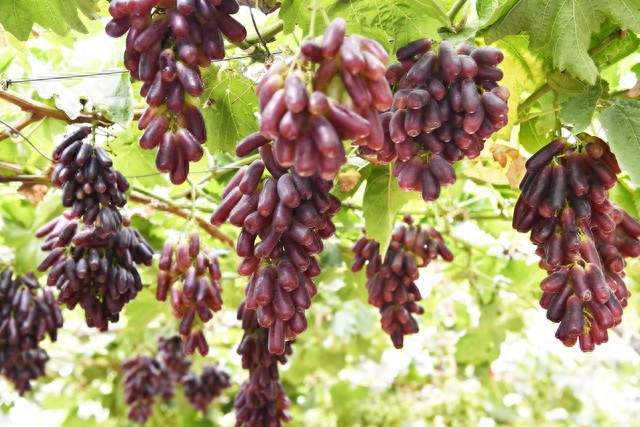 夏黑葡萄双膜促早栽培，看懂这套实用方案，提早上市、稳定增产