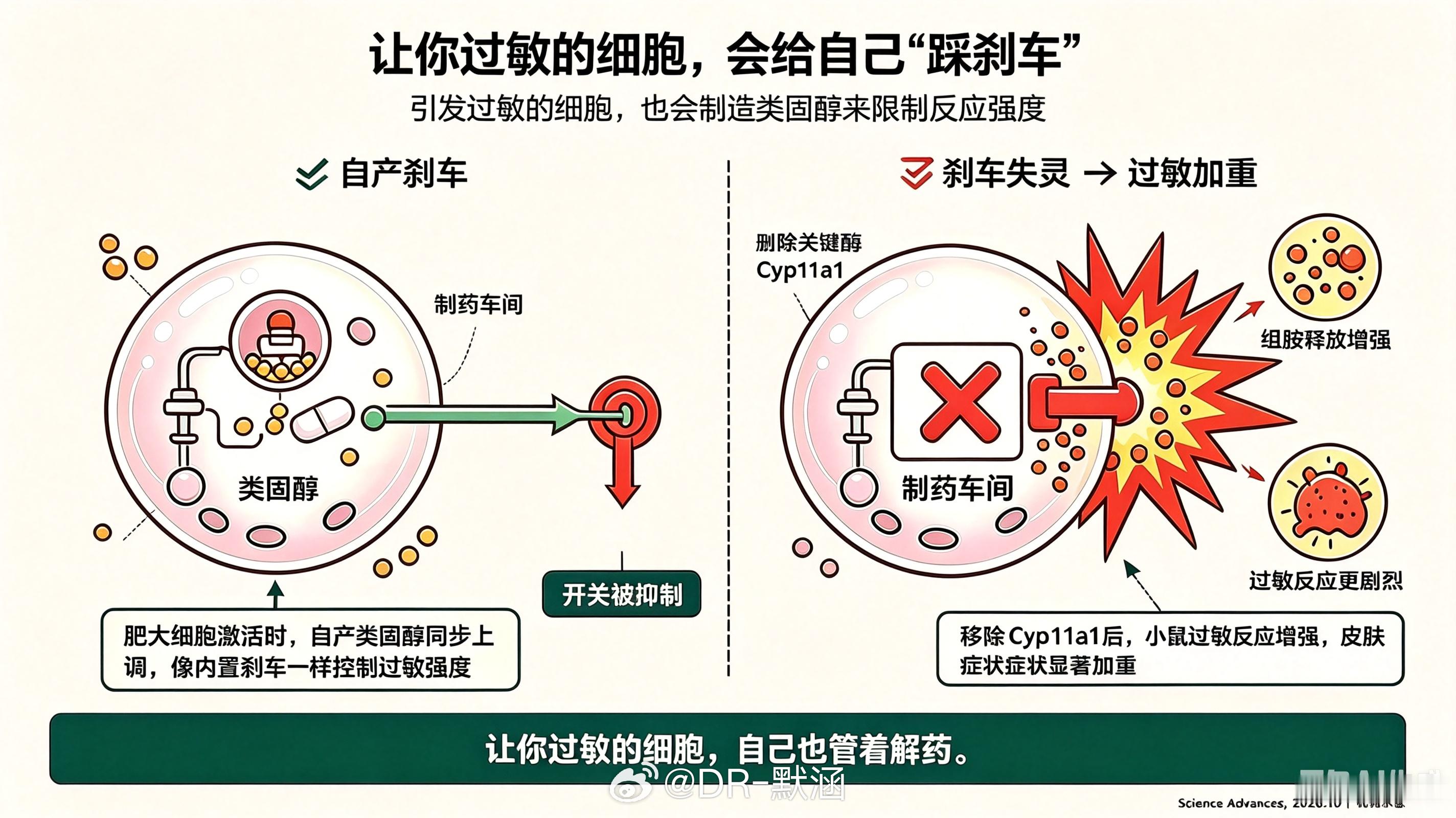 我们熟悉的抗过敏药，比如激素类药膏或药片，本质上都是外来的类固醇，用来压制免疫反