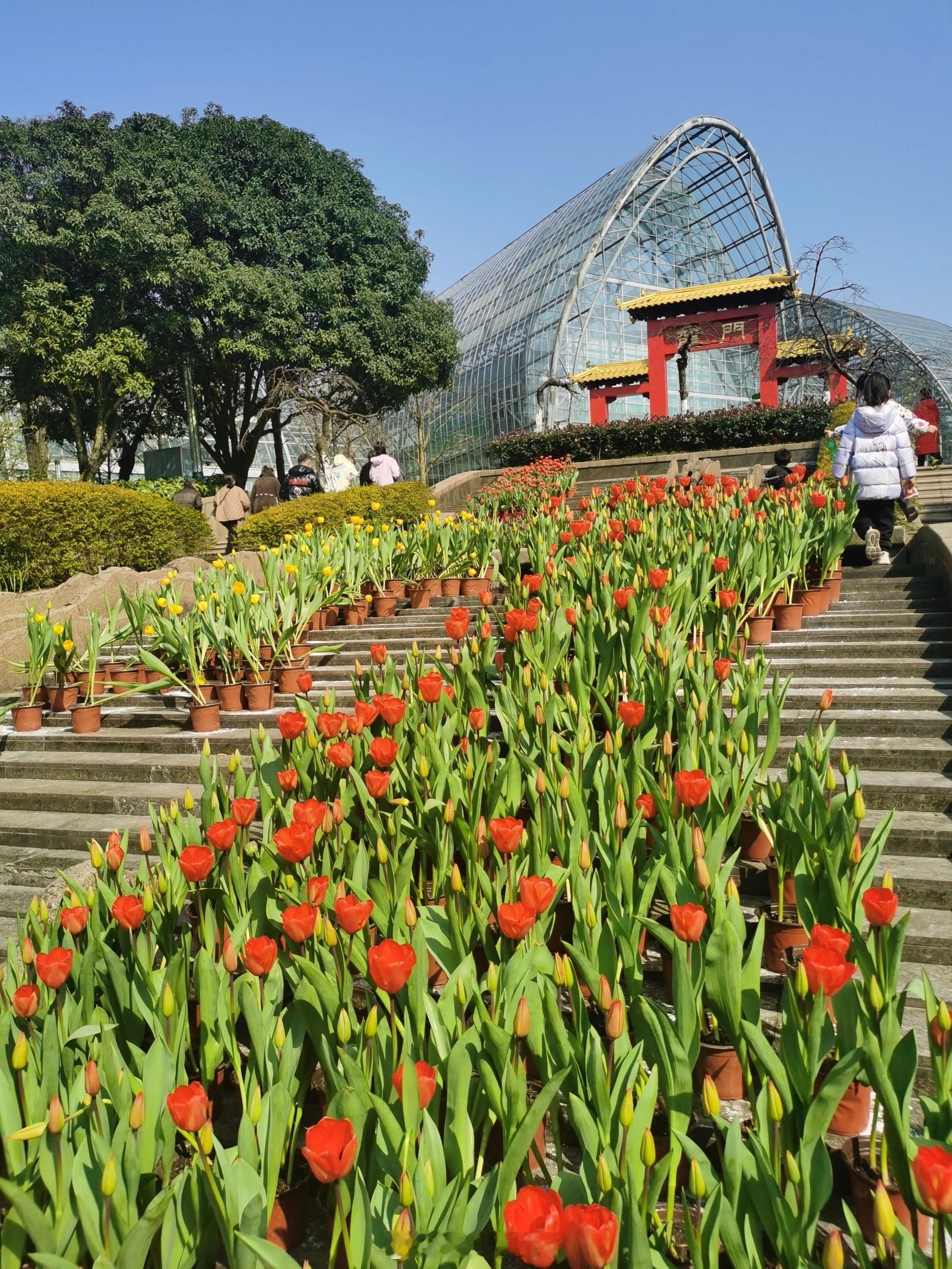 #重庆南山植物园百花齐放#南山植物园，你是懂浪漫的！春暖花开，漫山遍野的梅花、郁