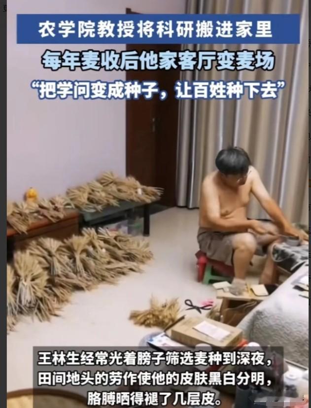 “你敢相信这个男人是农学教授？”河南洛阳，妻子发视频说丈夫光着膀子在客厅筛选麦种