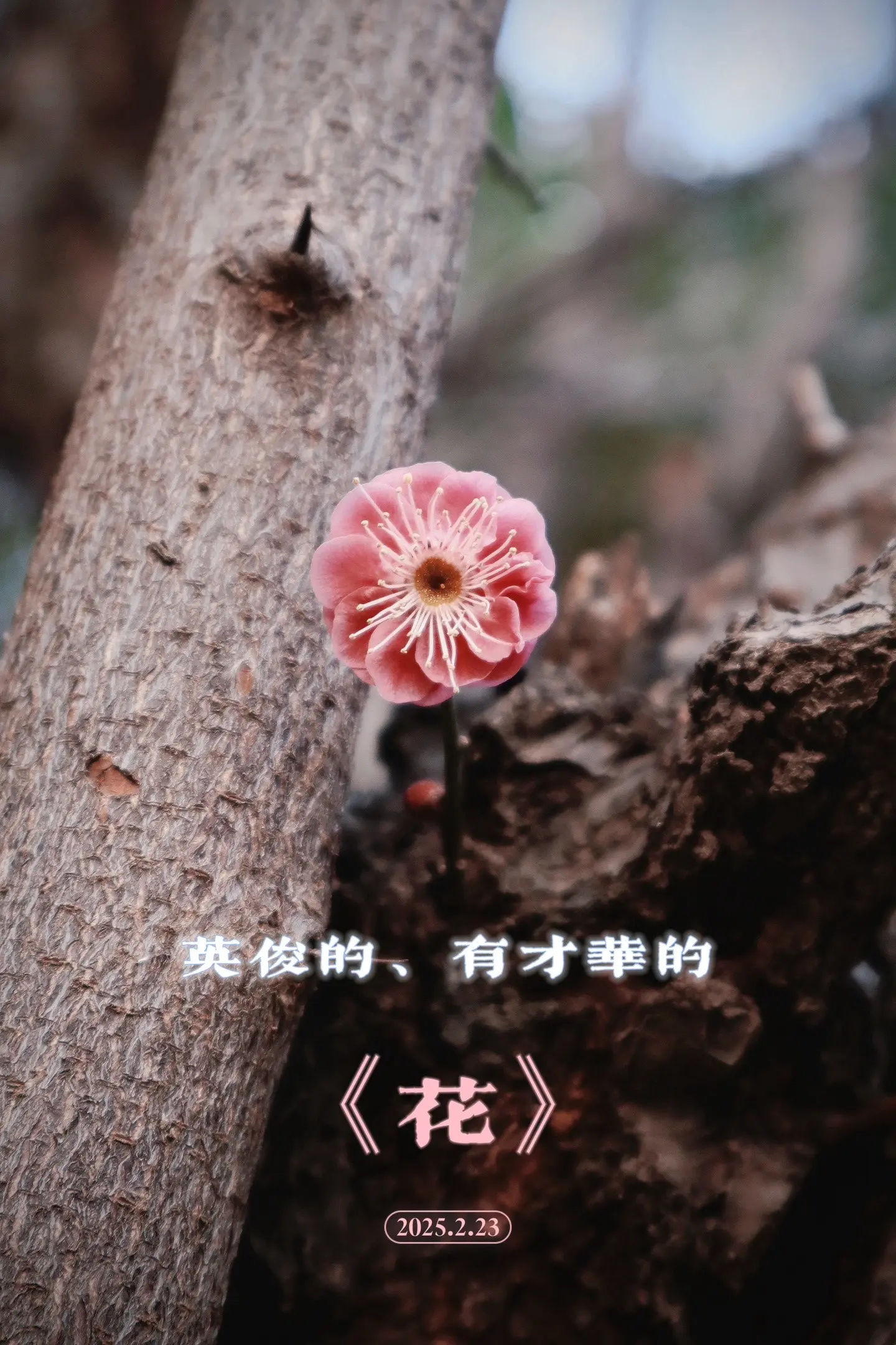 梅破知春近。