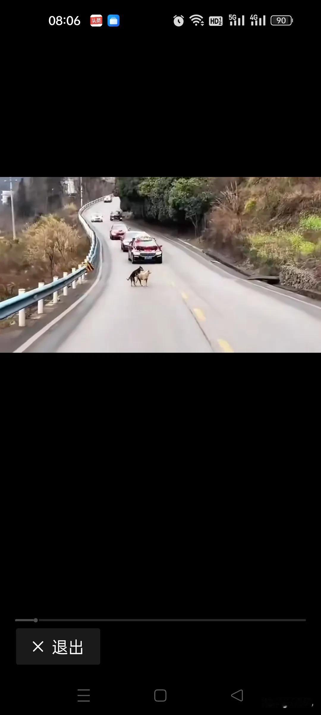结婚车队遇上两条可爱的小狗，成双成对，这寓言太好了，
狗狗:你俩结婚，我们是操碎