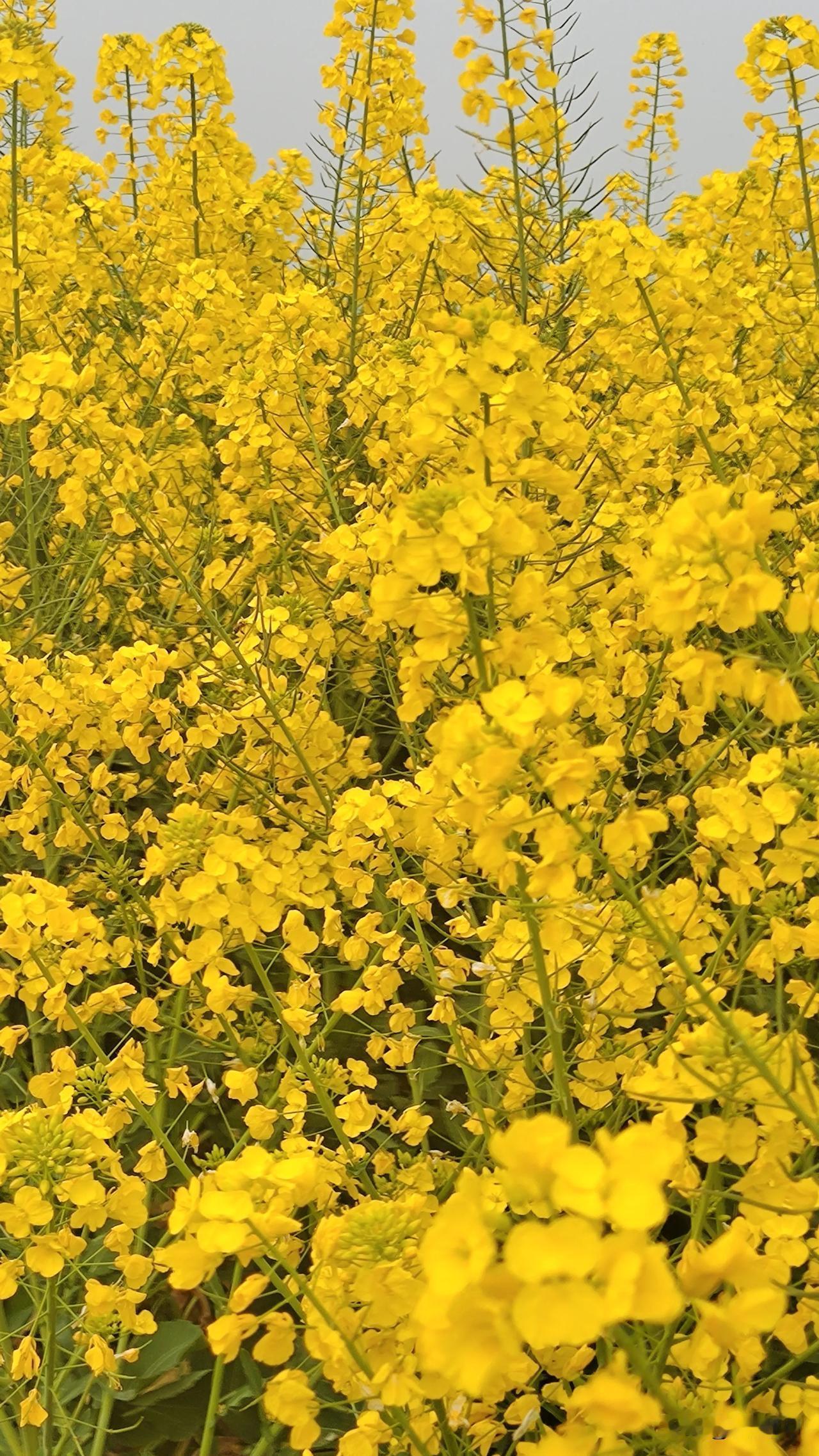 春日生活打卡季