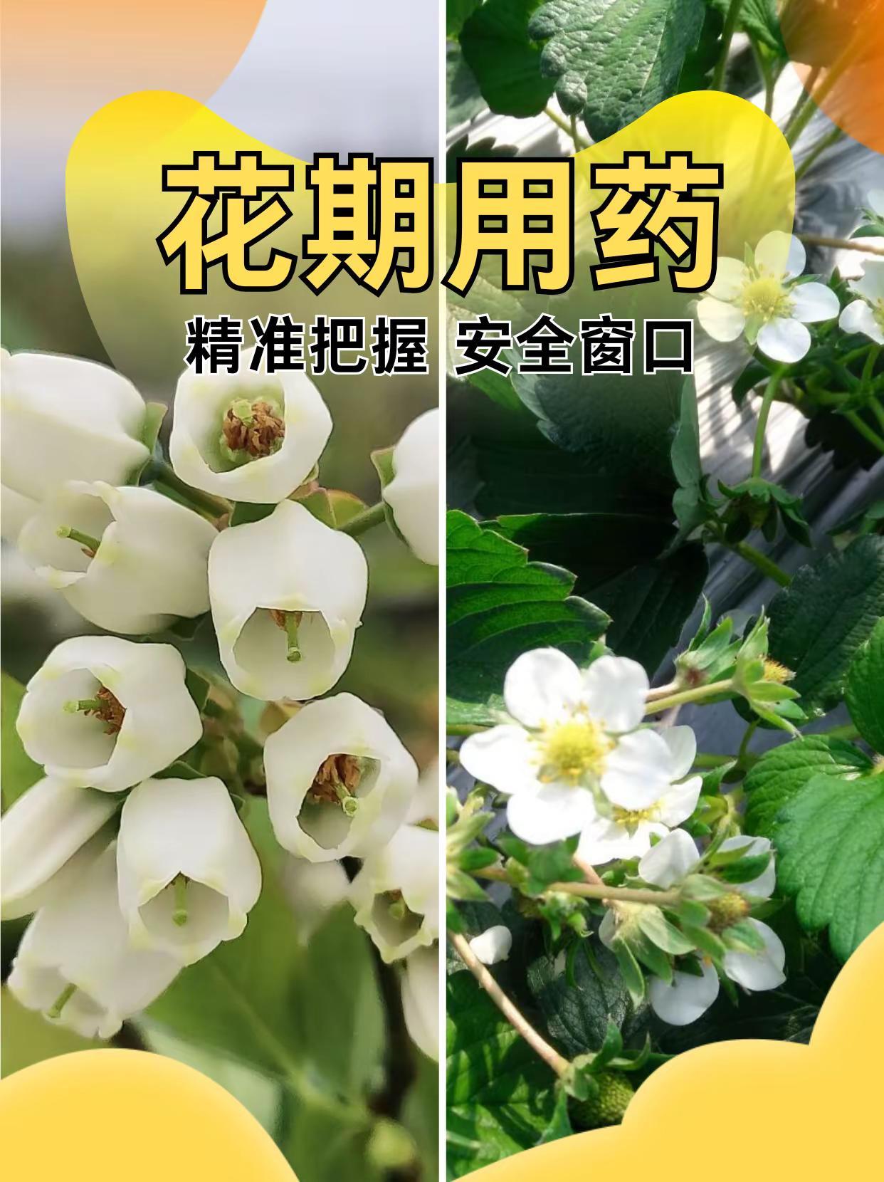 花期用药：精准把握“安全窗口”。花期用药 安全用药