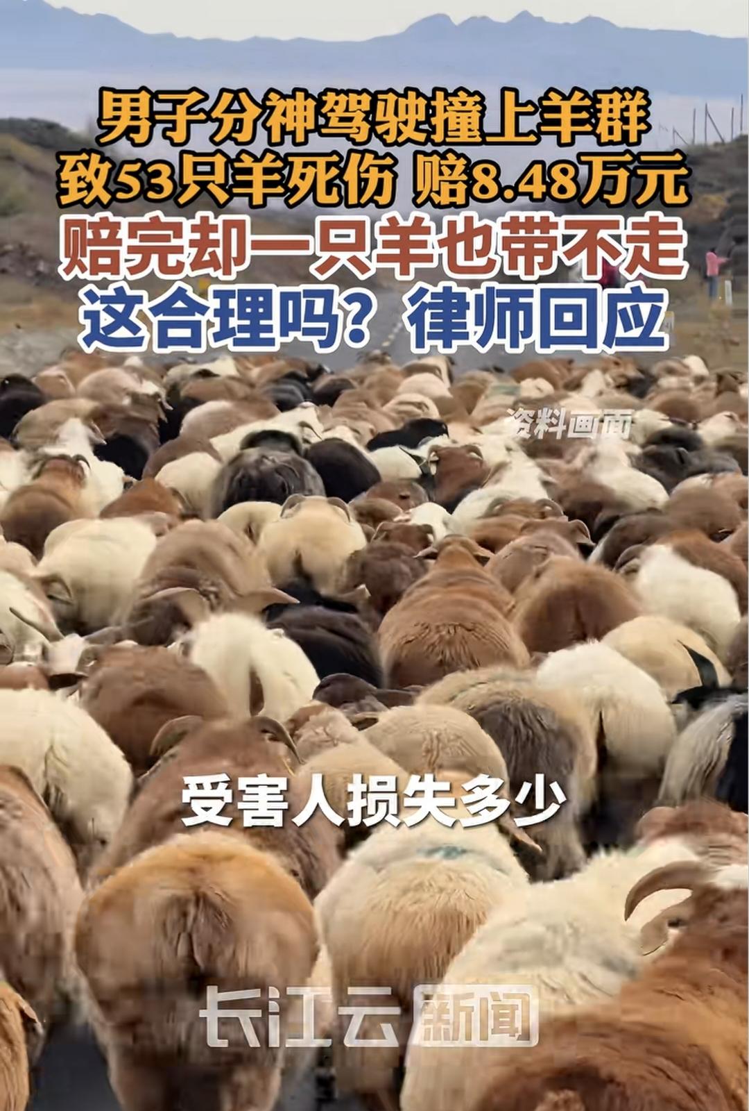 撞死53只羊，赔了8.48万，羊还不归你？这波操作把网友整不会了。

8万块钱，