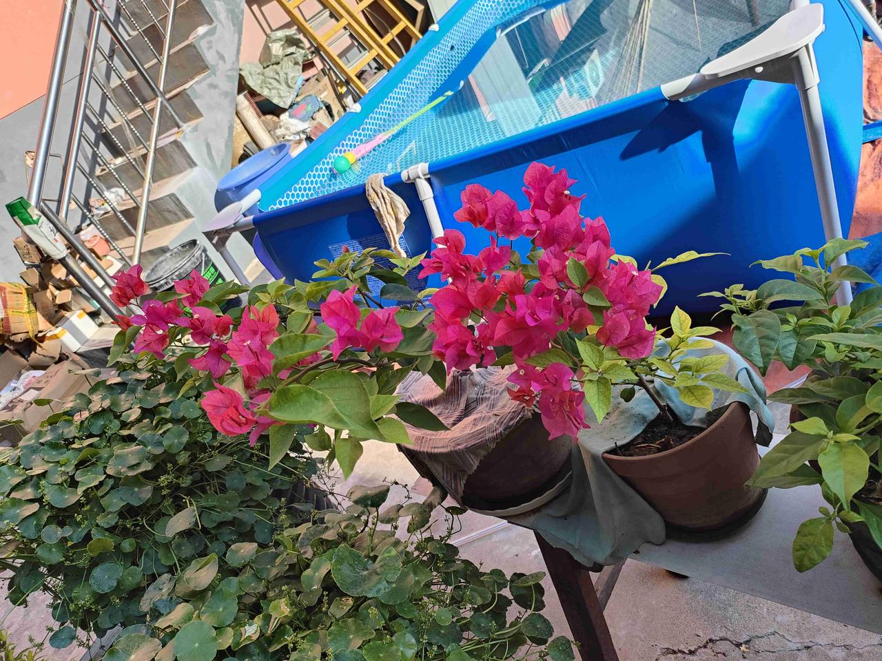 我的今日状态：😁轻松愉快
我这里的天气：🌤️多云 守着自家小院，看花热热闹闹
