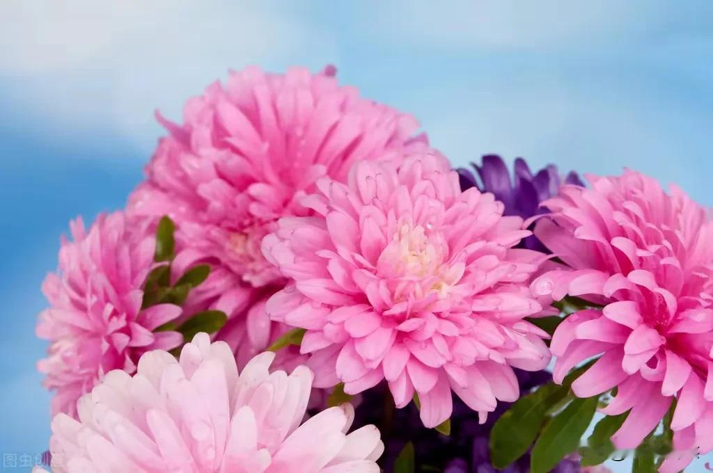 怎奈桃花偏恋吾。