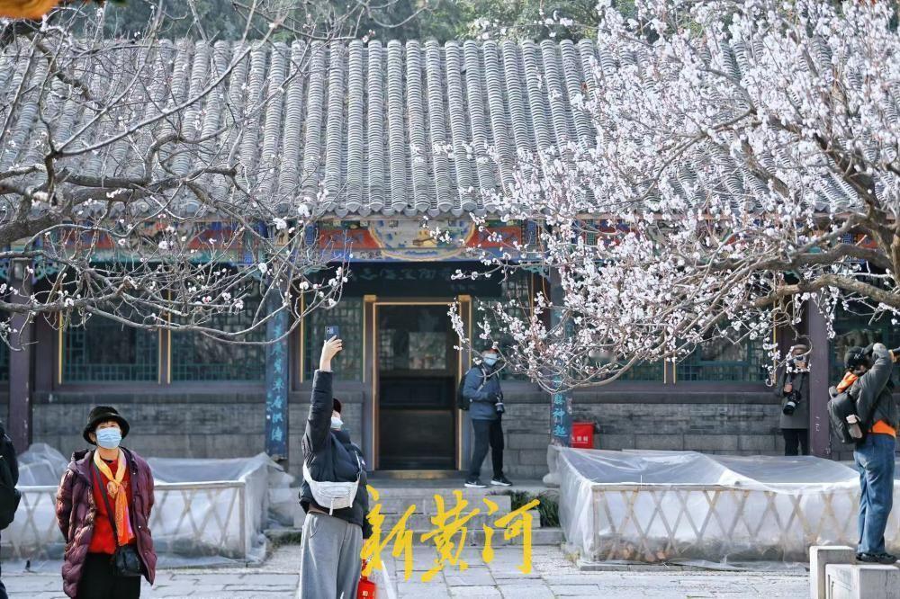 泉城春色好，万竹园杏花盛开如云似雪！3月12日，泉城阳光明媚，春风轻抚，趵突泉公