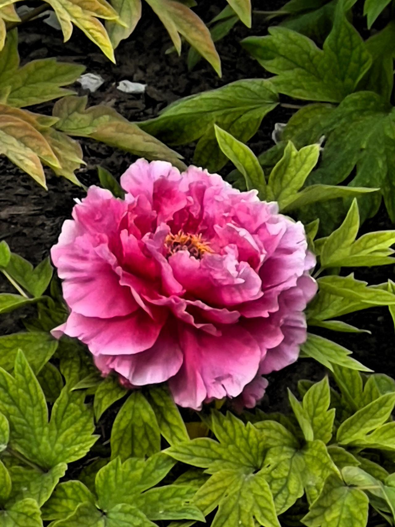 粉蕊含春意，芳华映日辉。
赏花兴趣浓，花园满径香。