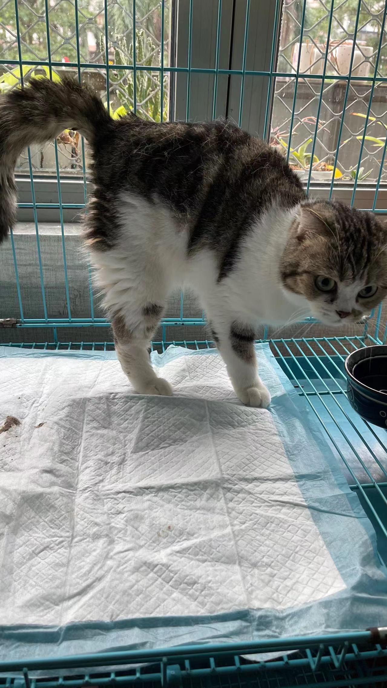 娜娜:轻舟已过万重山，姨姨们给我点个赞吧！猫咪 ​​​