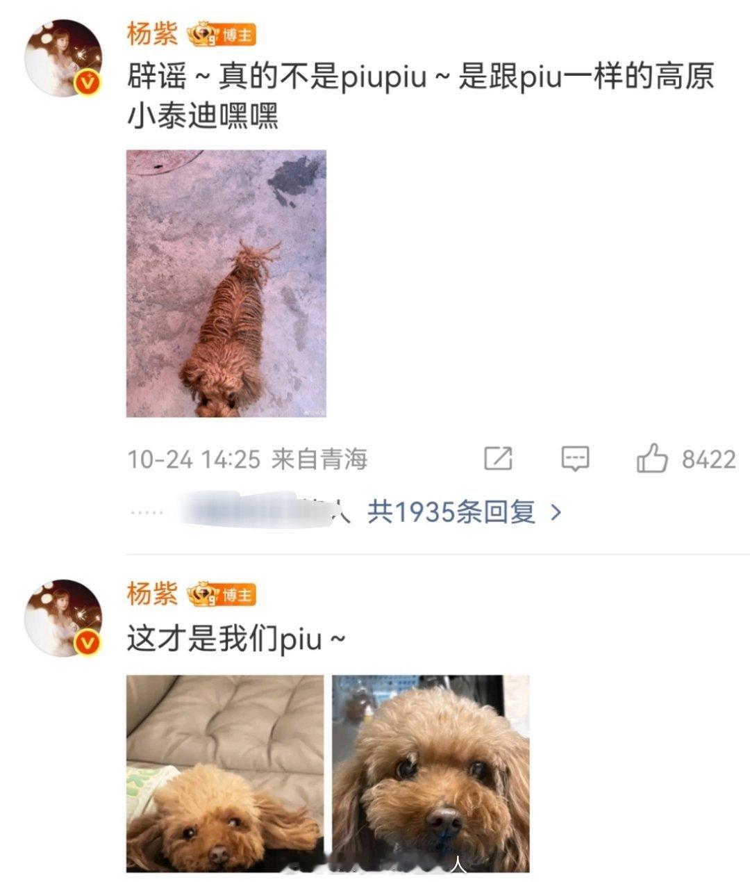 杨紫 “平平无奇”的piupiu反黑组女工一名 ​​​