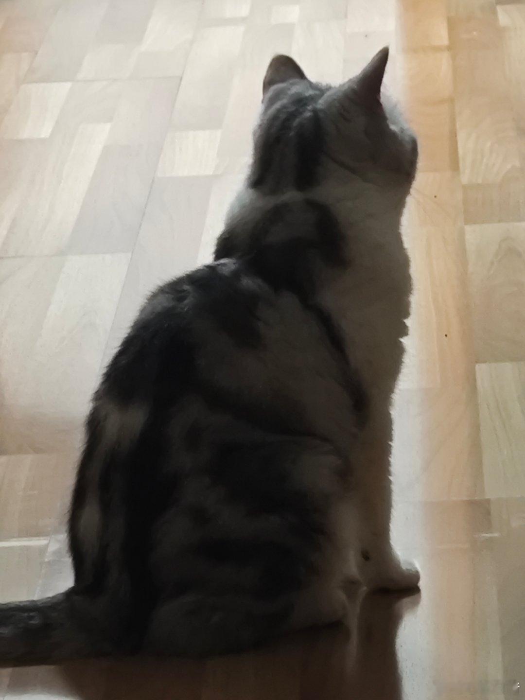 跳跳是只起司猫 傻猫 