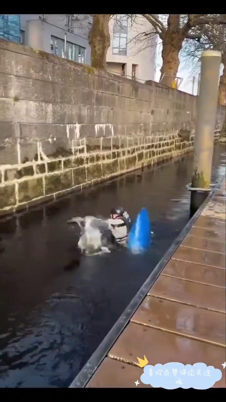 弥补了人类不能进洗衣机的遗憾。