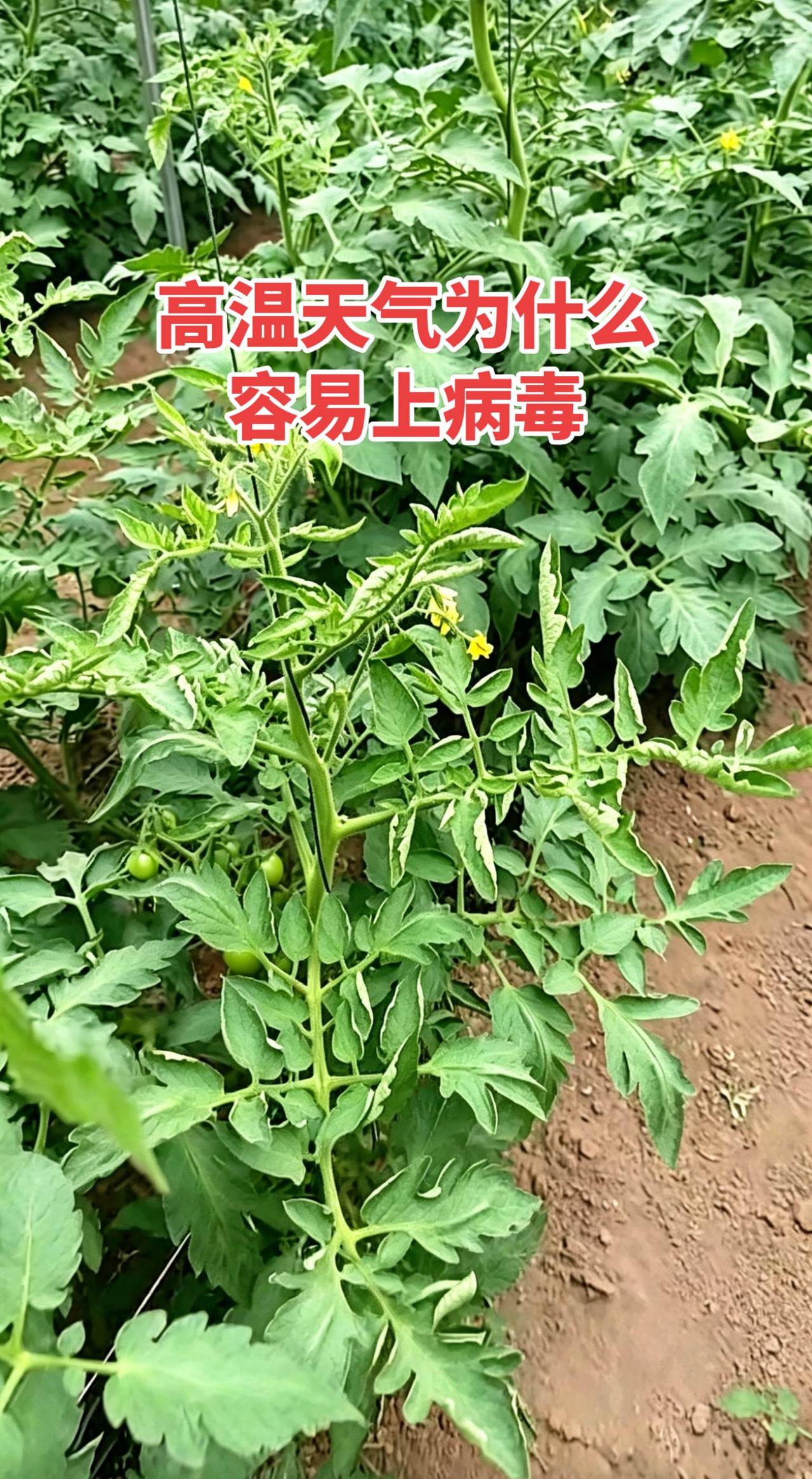 高温天气农作物为什么容易上病毒病分成两层讲，通俗易懂（农业实操角度）
一、病毒本