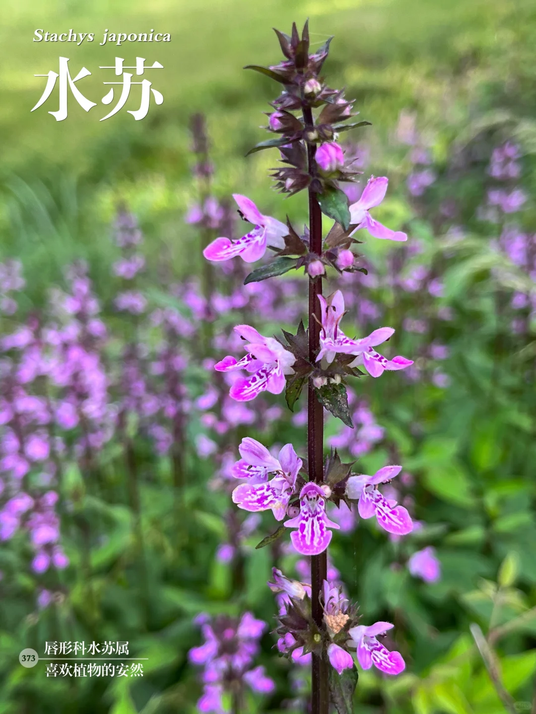 福州植物打标373｜美丽动人的水苏