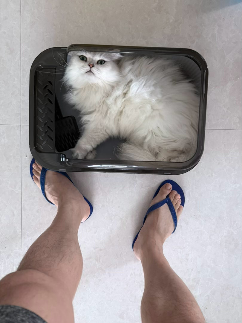 新买个猫砂盆，小白猫第一时间跳进去了。 