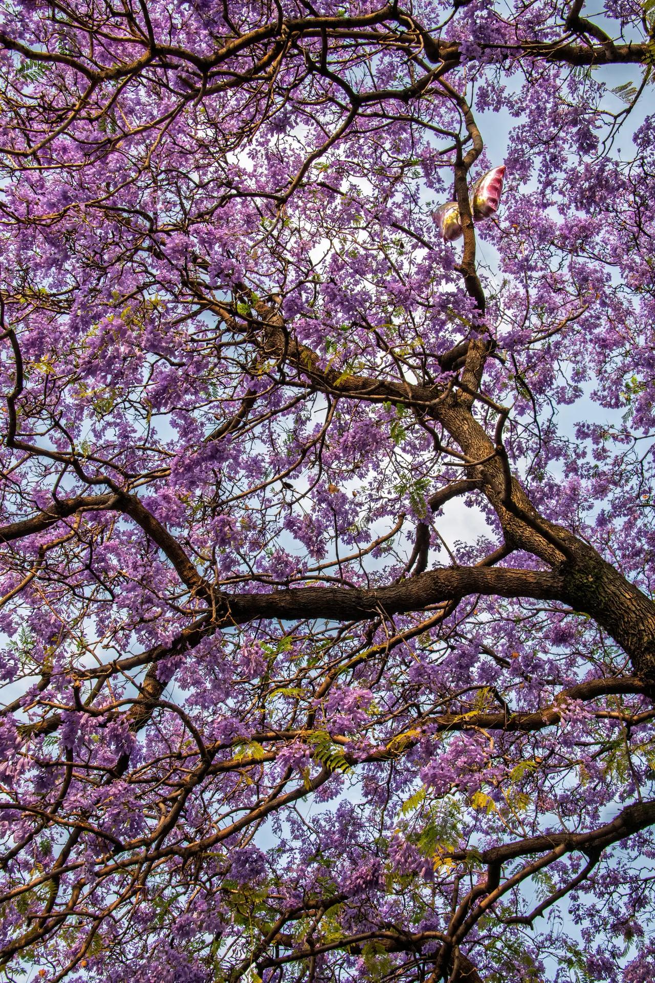 西昌航天北路蓝花楹。西昌航天北路蓝花楹