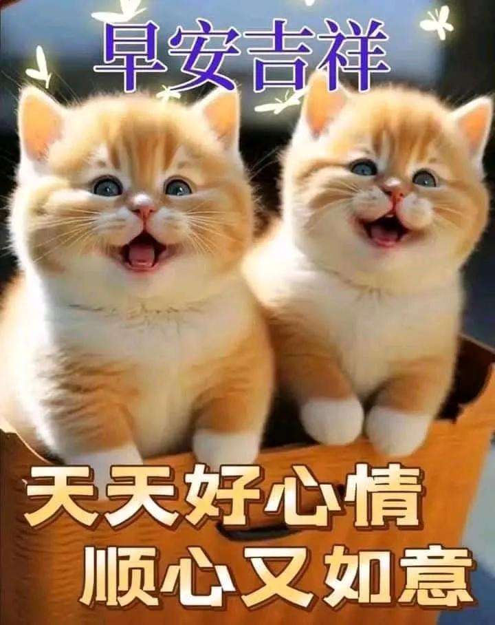 猫儿嬉戏笑，快乐满人间。