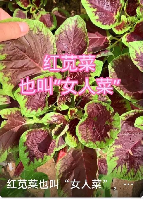 夏日“长寿菜”苋菜，营养低脂超养生
 
民间常说“六月苋，当鸡蛋”，苋菜是夏季必