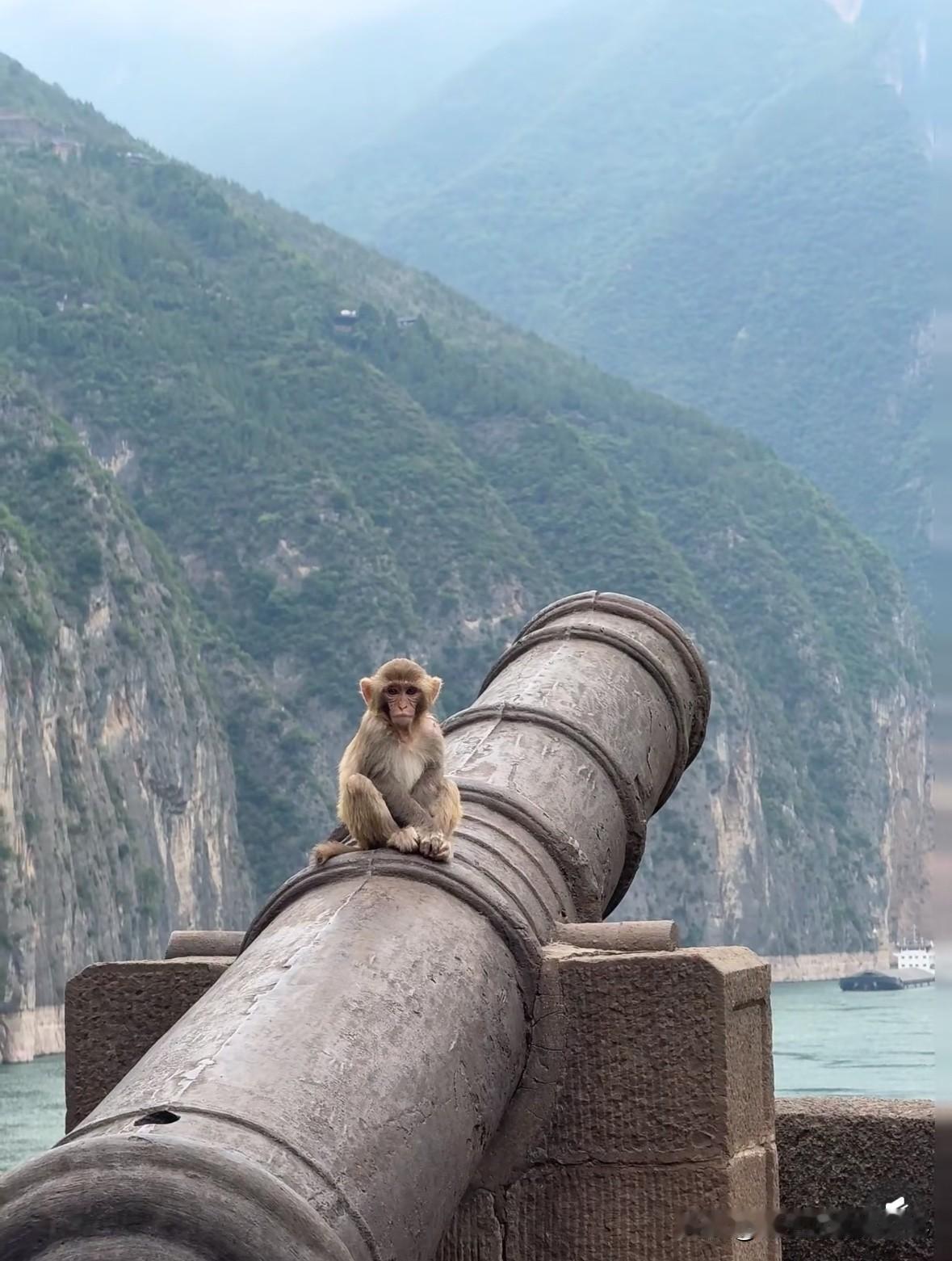 大家好~阿森纳🐒迷
