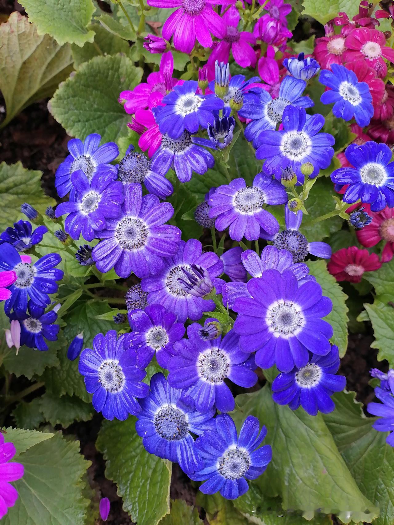 分享相册里的花🌸