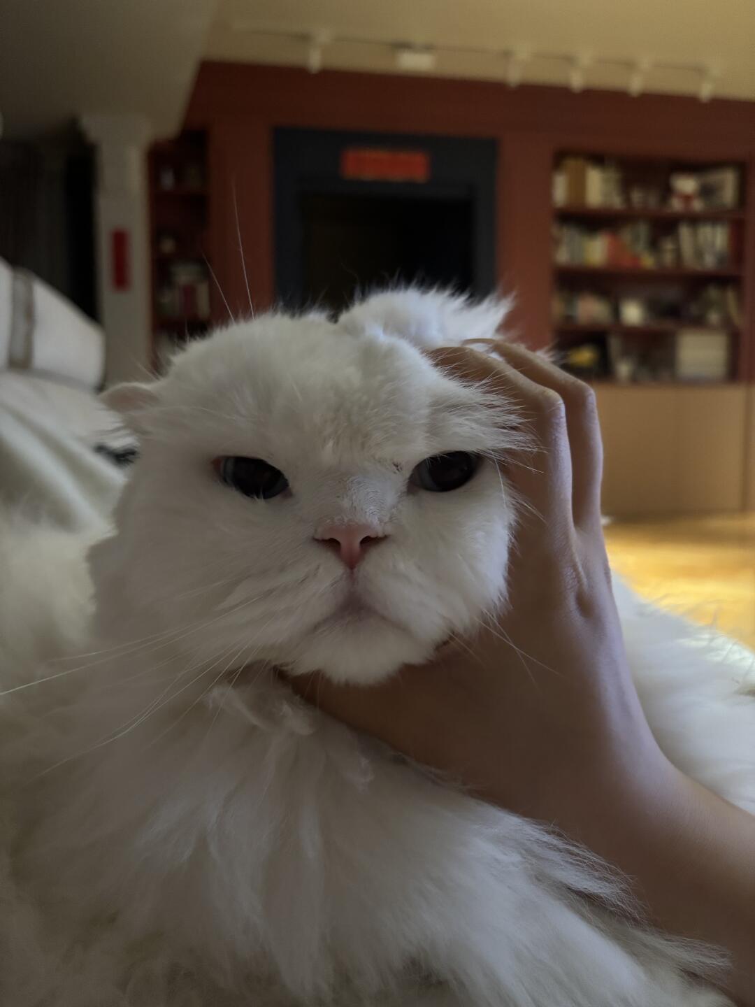 摸摸小猫头接好运