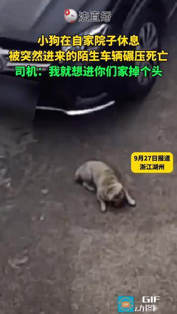 养了八年的小狗惨遭私家车碾压致死，当初花了3680元买来的，狗主人要求私家车赔偿