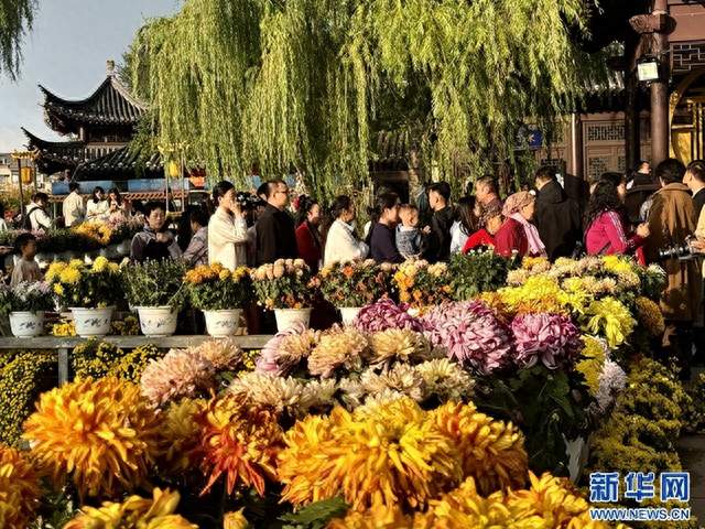 开封把一朵菊花养了1000年：宋朝满城都是，今天第44届开幕