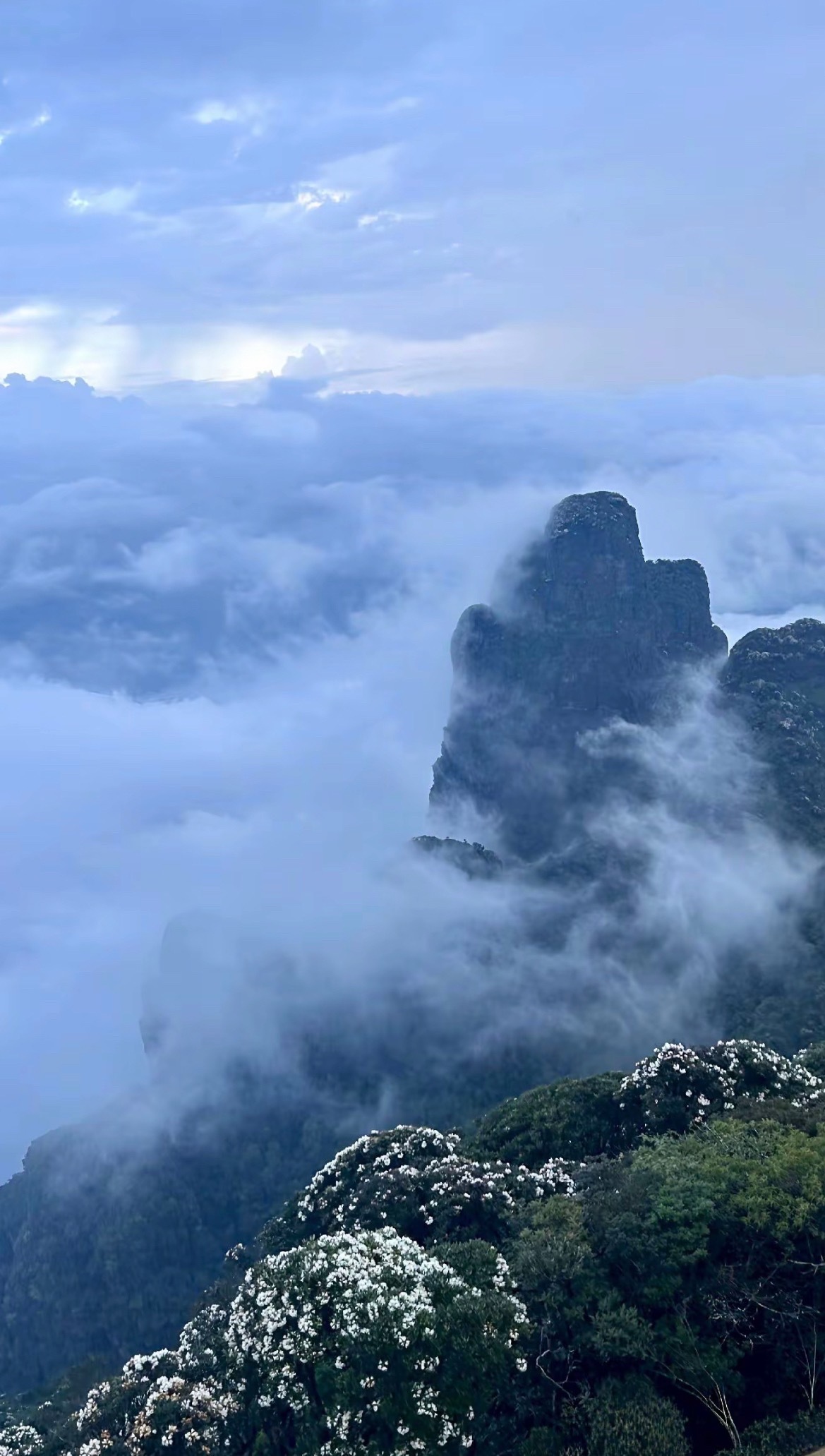一起趣来宾来宾圣堂山杜鹃花开5月，广西来宾金秀圣堂山杜鹃花开了