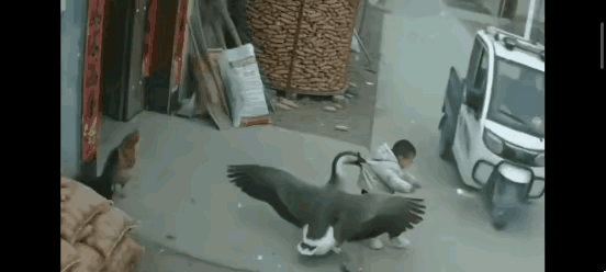 在一户农家门前，家中小孩正要穿过马路。此时一辆闻名遐迩的老头乐三蹦子飞速驶来……