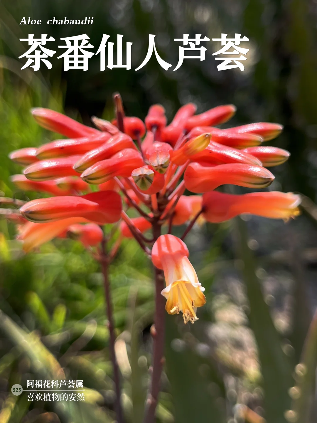 福州植物打标525｜茶番仙人芦荟