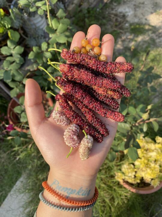 春日馈赠的小浆果们🍡