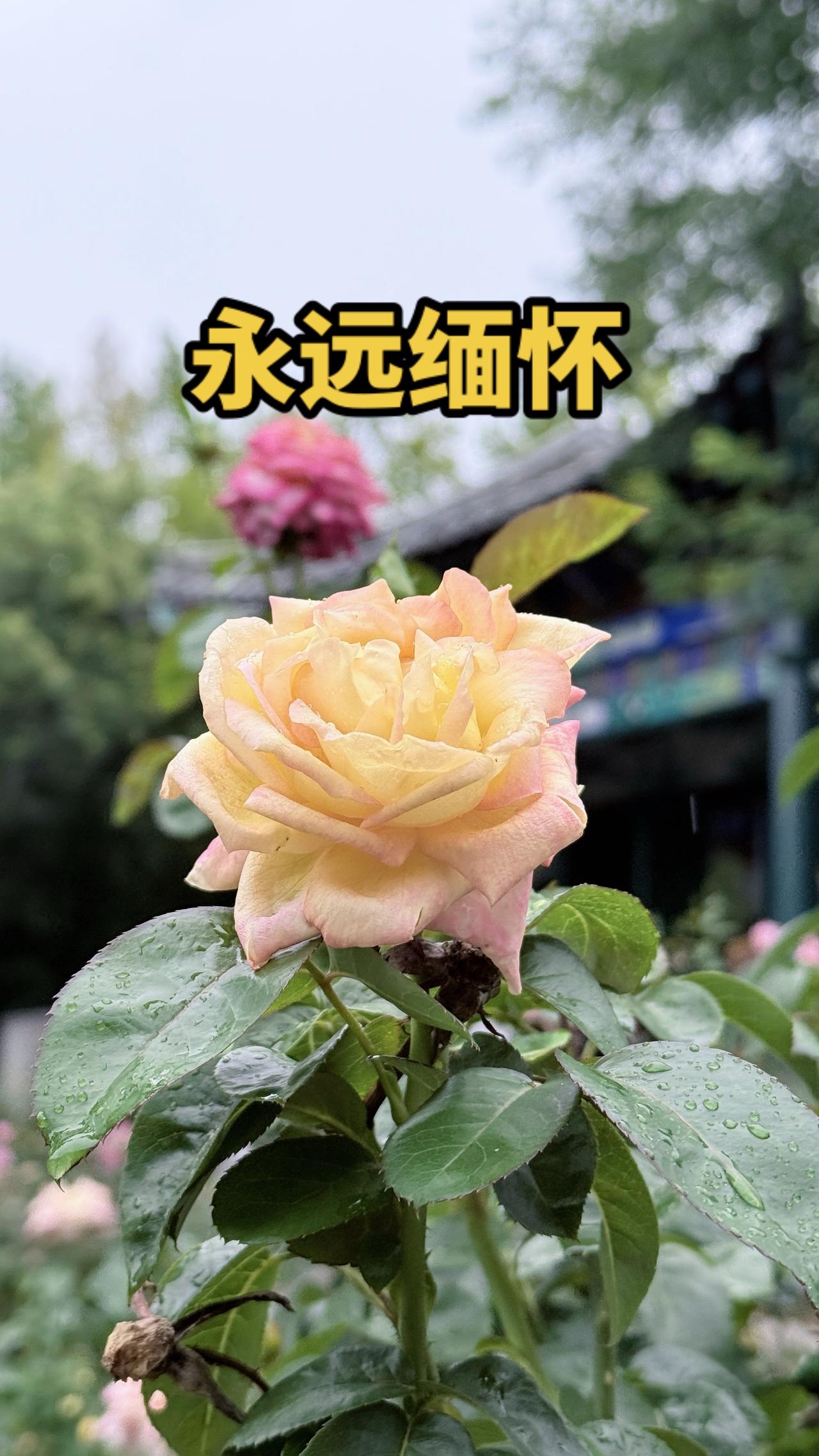 永远缅怀。