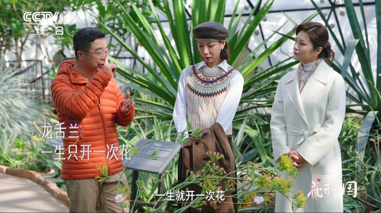 原来这不是芦荟啊龙舌兰一生只开一次花 被龙舌兰狠狠打动！尖刺比芦荟锋利，开花前积