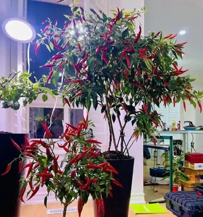 山东博士客厅惊现“彩虹辣椒树”，半年果实变幻红黄紫黑，瞬间吸粉10万，谁知这竟成