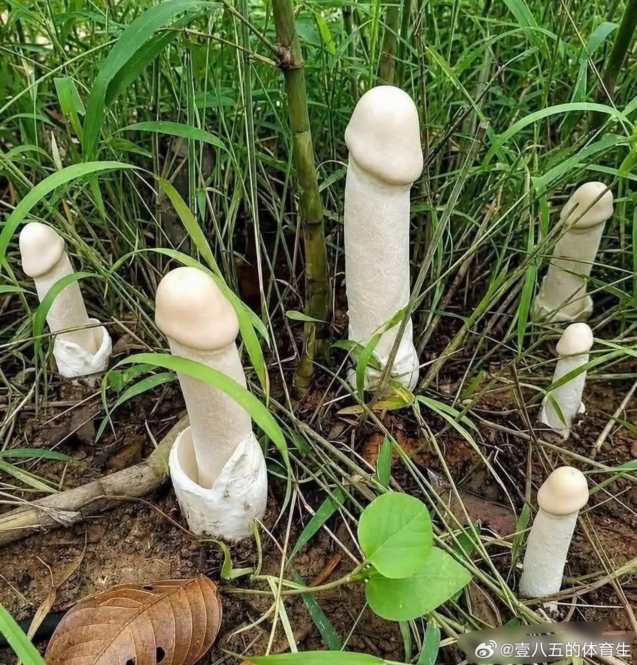 这是什么蘑菇？好吃吗