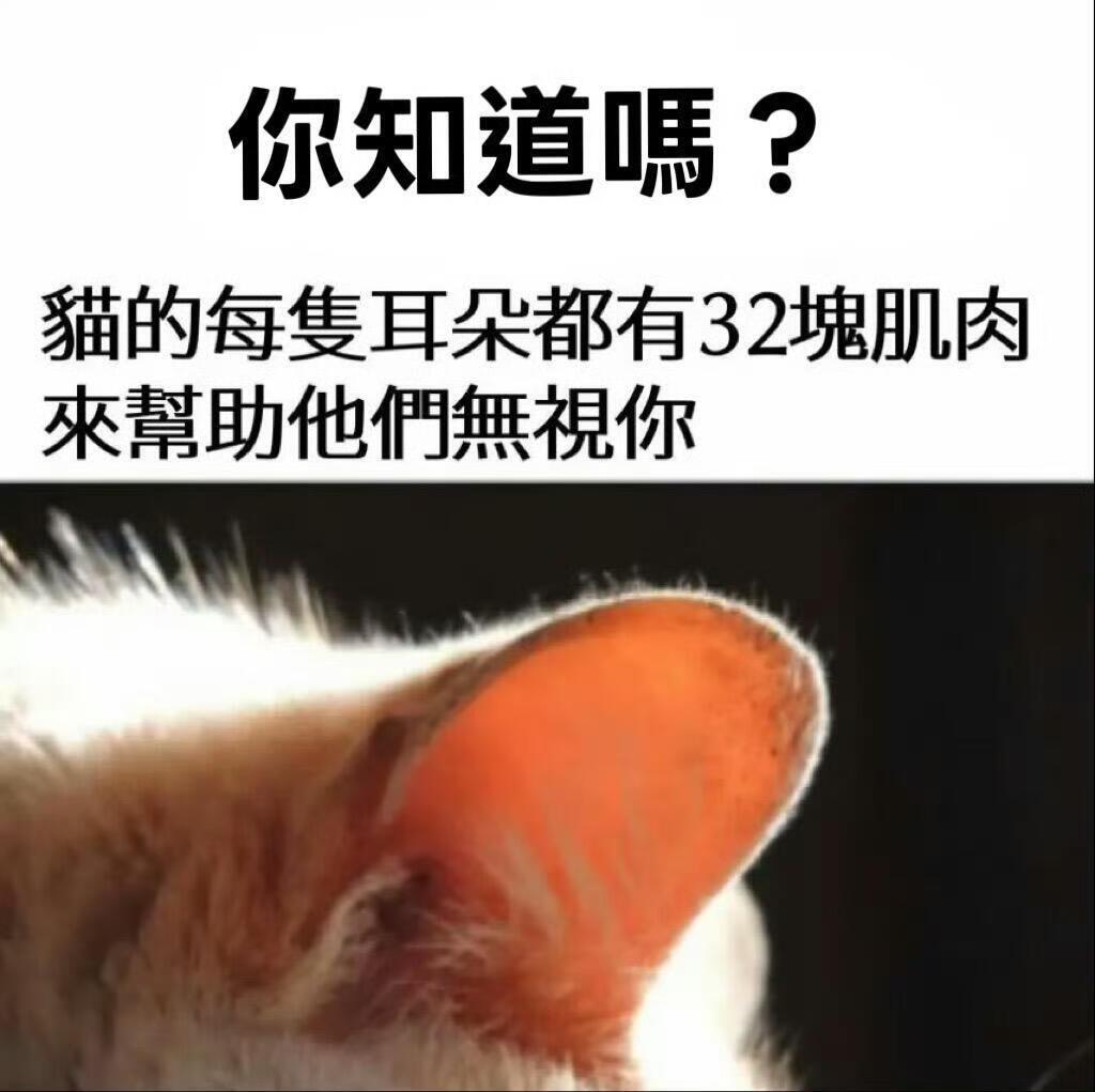 小猫咪文学