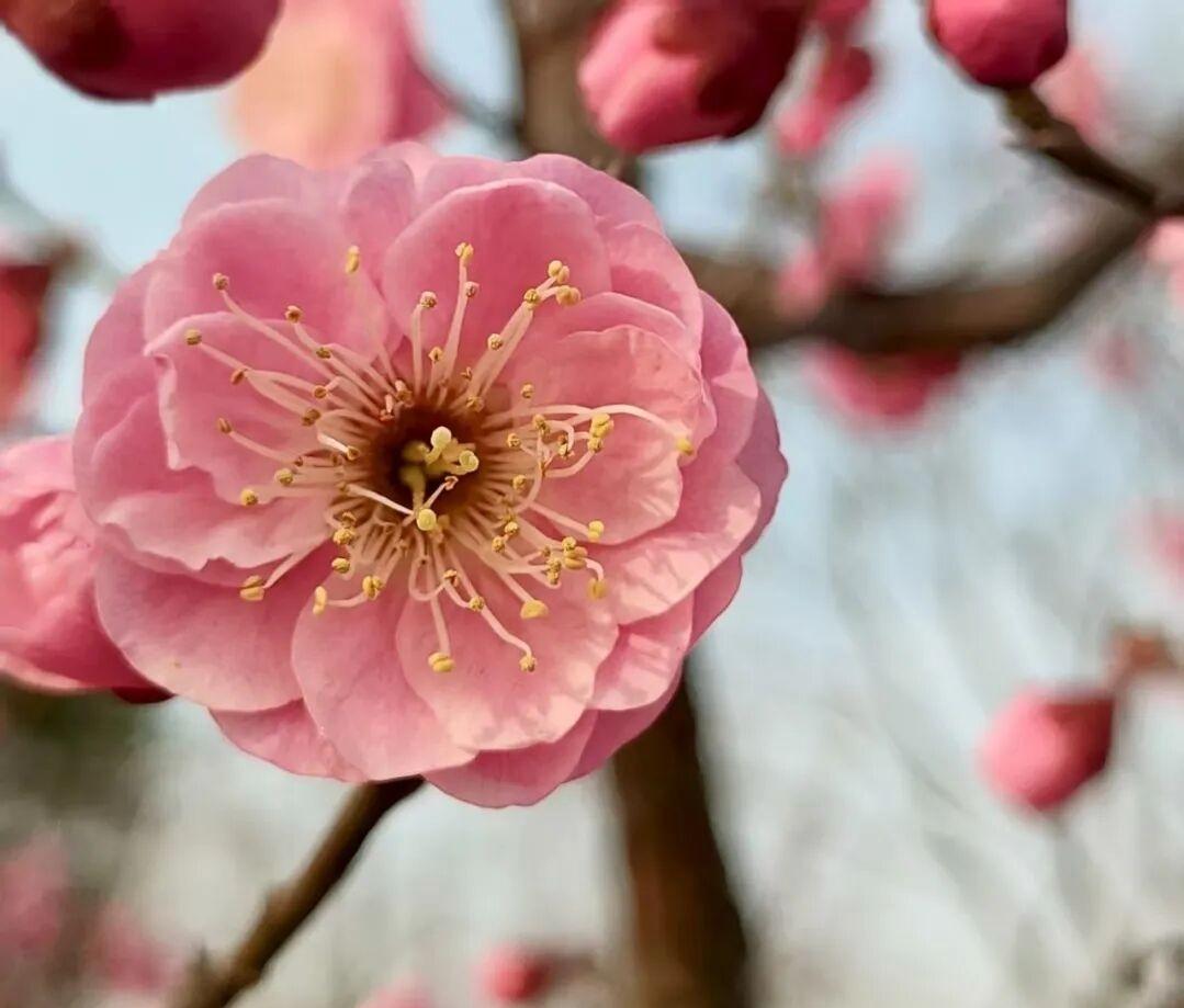 晒图笔记大赛这朵粉梅开得正盛，层层叠叠的花瓣像少女的裙摆，粉中带白，温柔得让人心