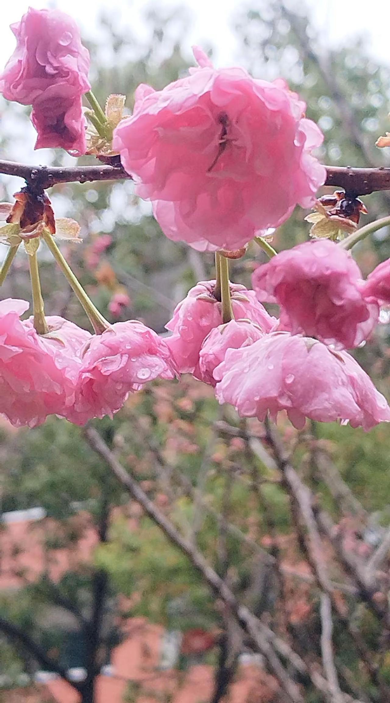樱花开了！上热门 植物科普 用一张照片证明你是花友