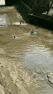 看到这田园生态网鱼图，我狠狠心动了！几个人在小溪里网鱼，画面太治愈。想象着清凉的