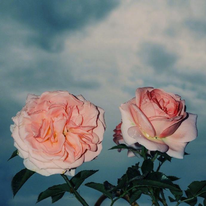 林徽因曾写道：有些人渐渐的不联系了，不是淡了远了，而是因为，没有合适的身份陪伴，