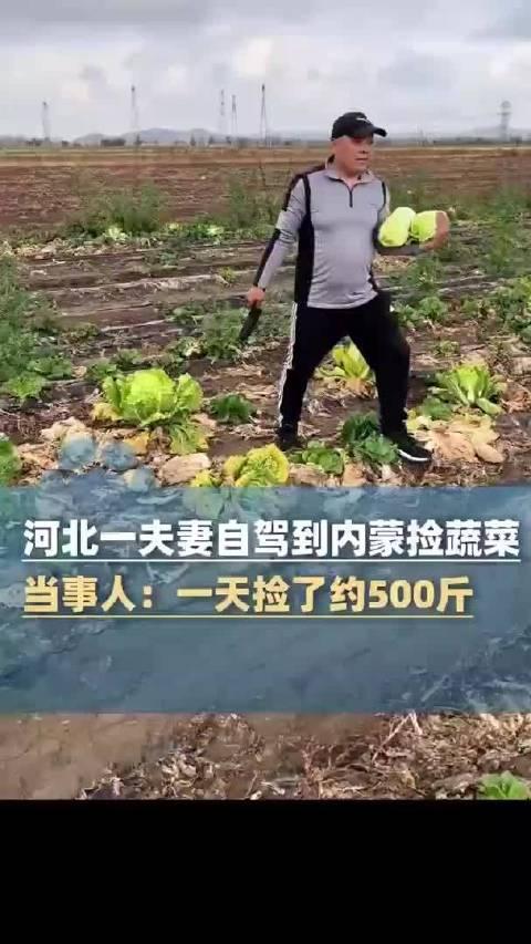 10月19日，河北有对夫妻自驾前往内蒙古，仅一天时间，就捡了大约500斤秋收后遗