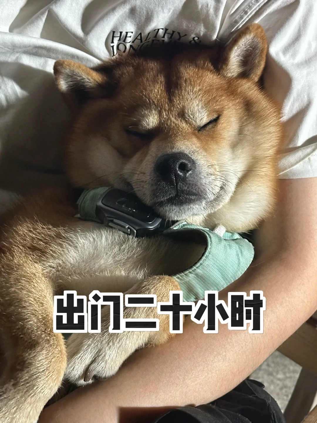 i狗只要离开家就会变得憔悴🤣