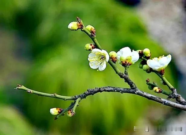 秋雨无心敲落叶，
春风着意绽新花。