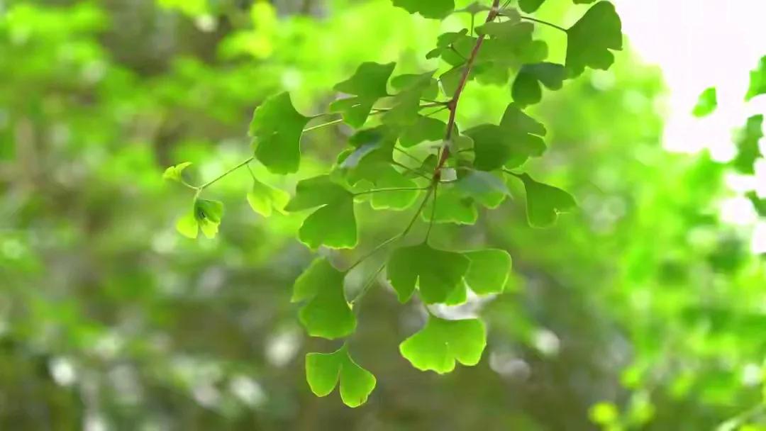 几种野生濒危植物
你都知道哪些
你的家长有这种植物吗珍稀植物 
- 分享奇特植物